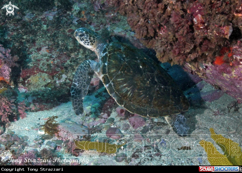A Green turtle