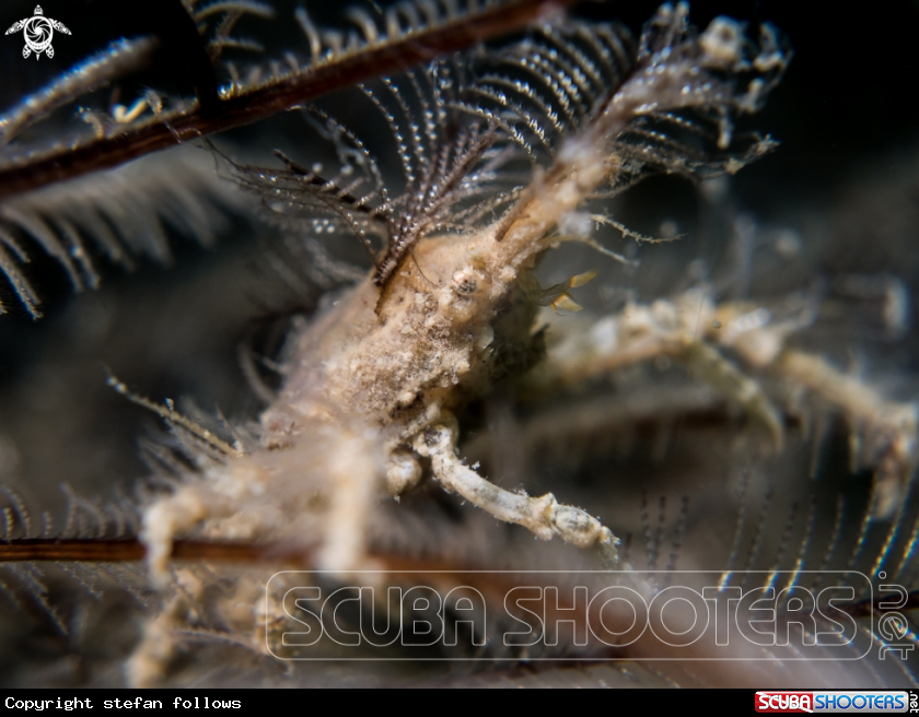 A Hydroid Crab