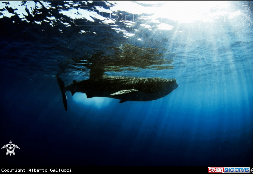 A Whale Shark