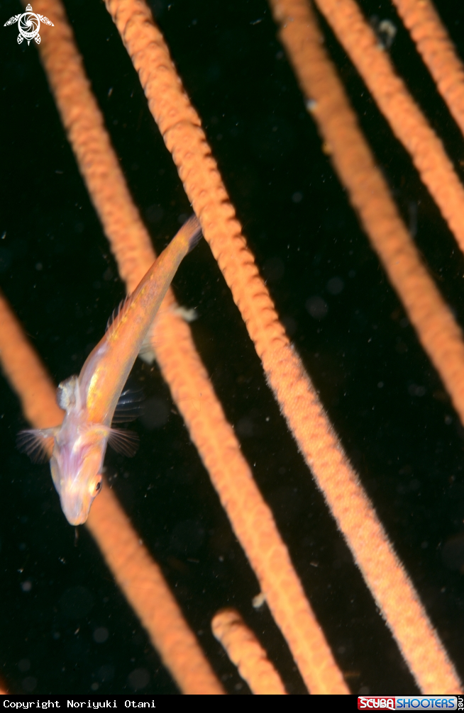 A Whip coral goby