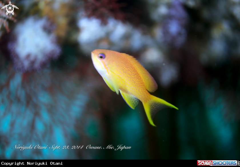 A Sea goldie (female)