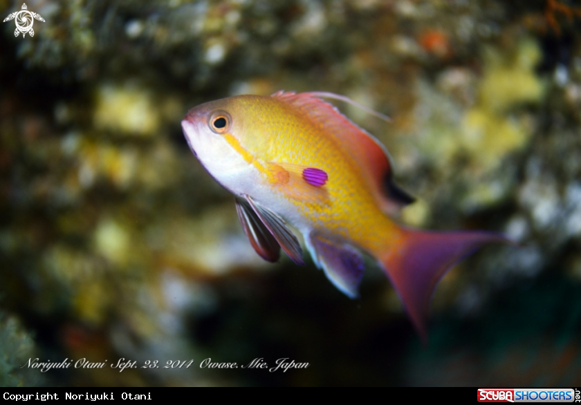 A Sea goldie 