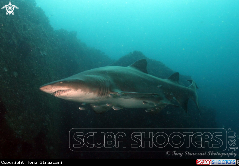 A Grey Nurse Shark (Sand Tiger, Ragged Tooth)