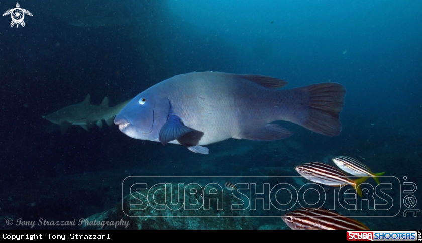 A Eastern Blue Wrasse