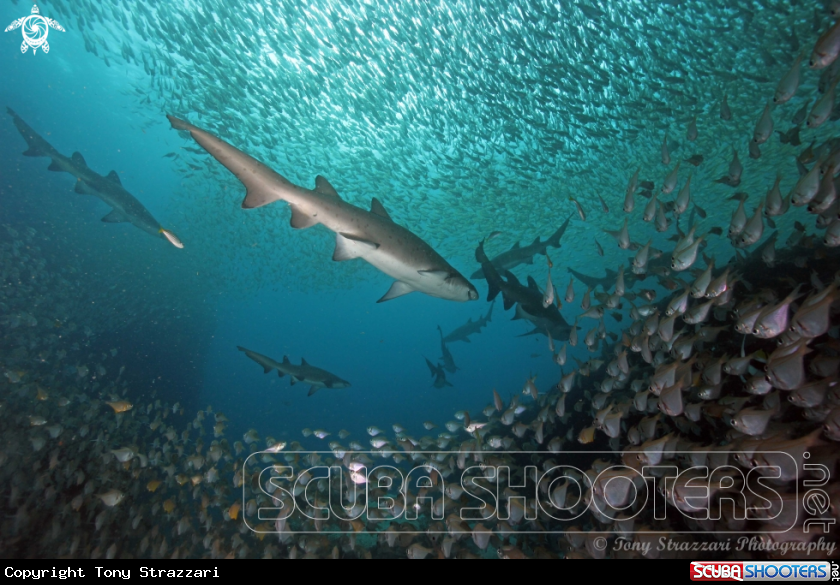 A Grey Nurse Shark (Sand Tiger, Ragged Tooth)