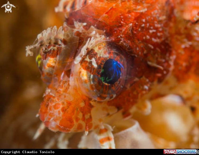 A Shortfin Lionfish