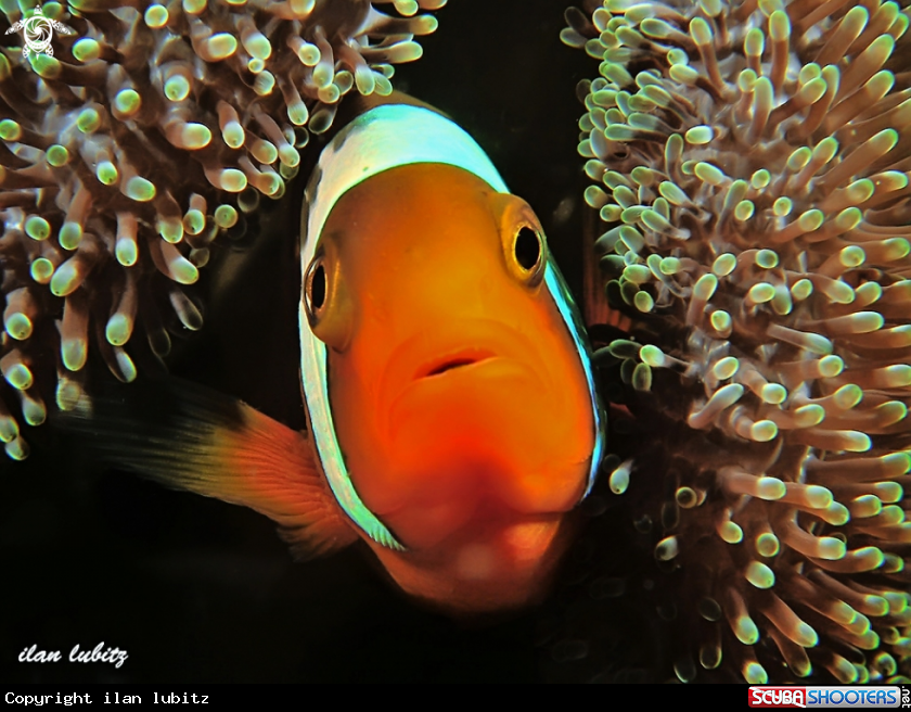 A Tomato Anemonefish