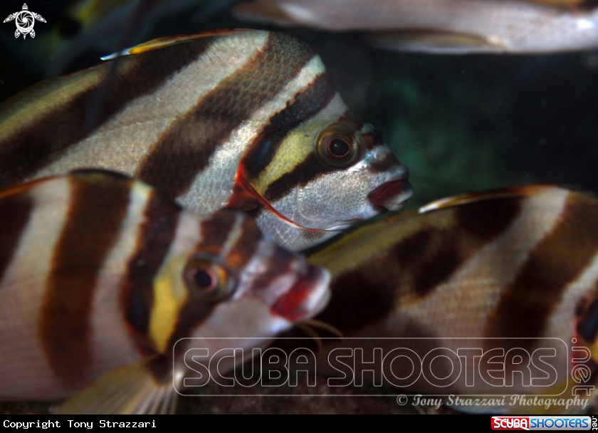 A Crested Morwong