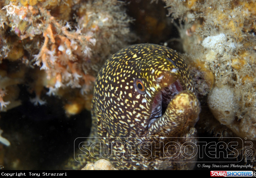 A Mosaic Moray