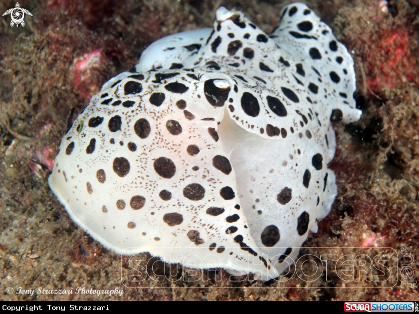 A Moon-faced Euselenops