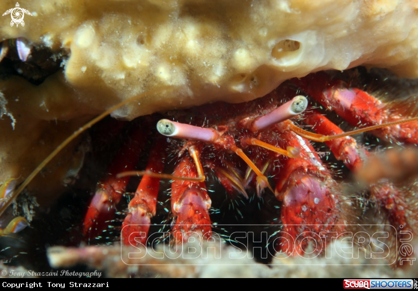 A Hairy Red Hermit Crab