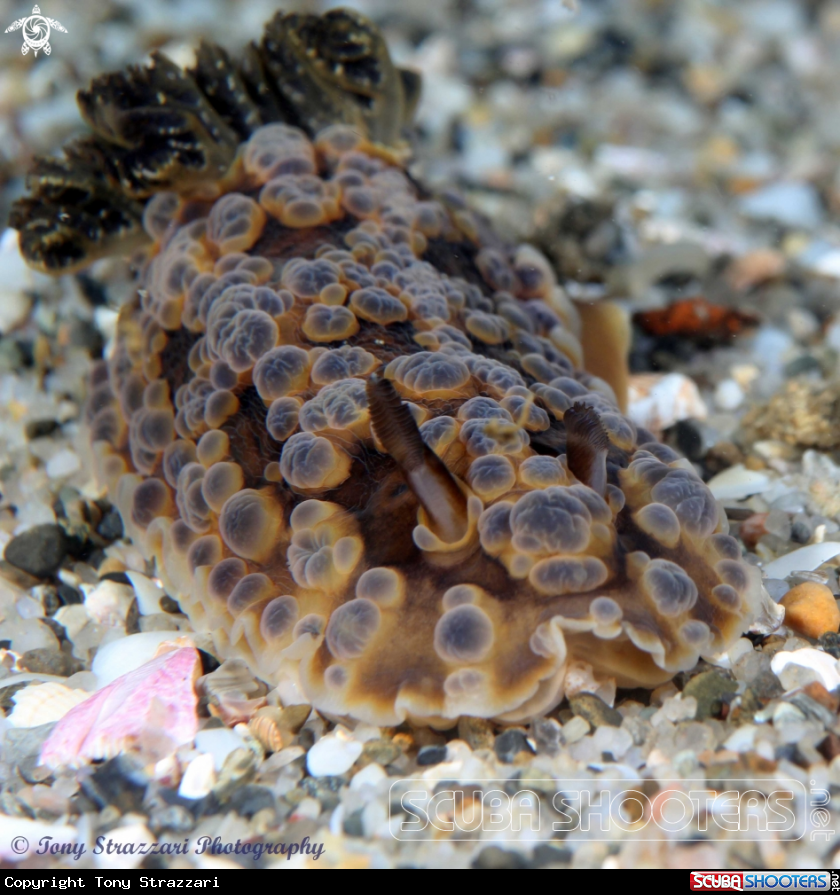 A Bubbly Dendrodoris