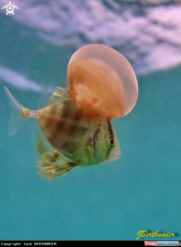 A  Juvenile trevally (3 cm) wearing a jellyfish