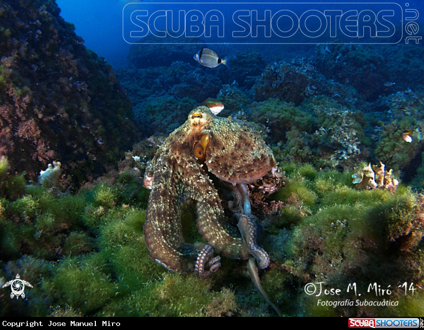 A Octopus Vulgaris