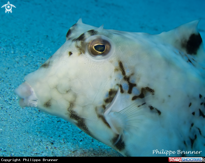 A Cow's box fish