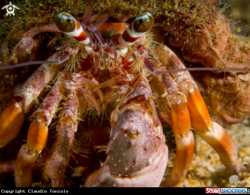 A Dardanus Lagopodes