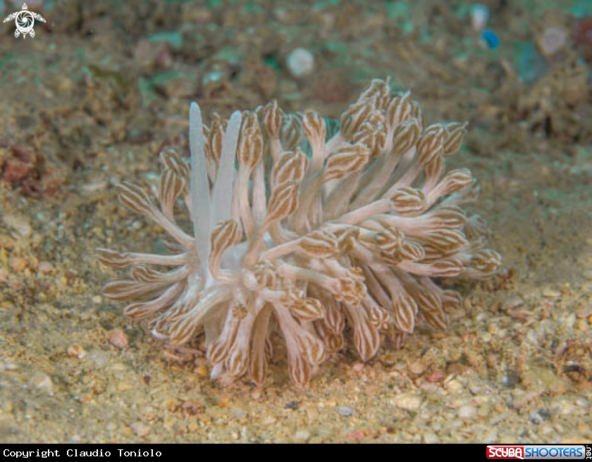 A Phyllodesmium Rudmani