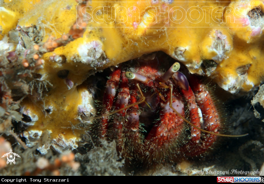 A Red hairy hermit crab