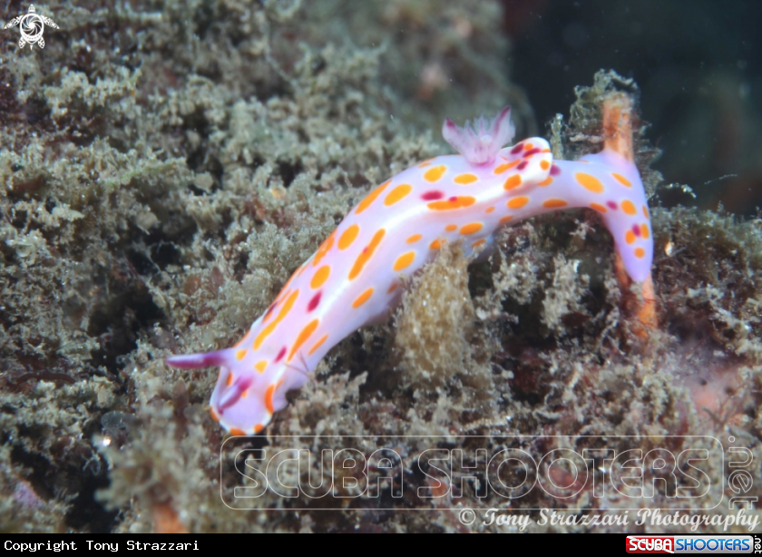 A Sweet Ceratosoma