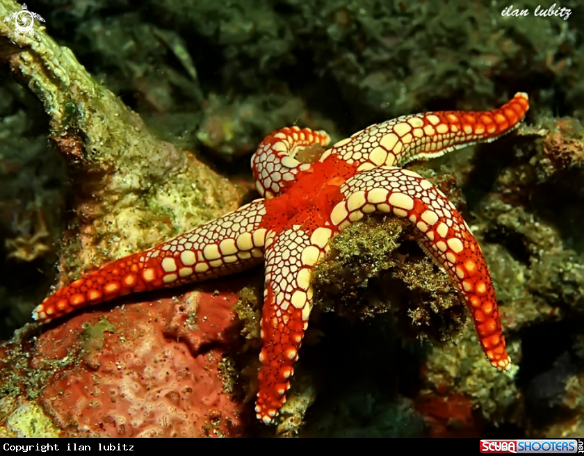 A sea star