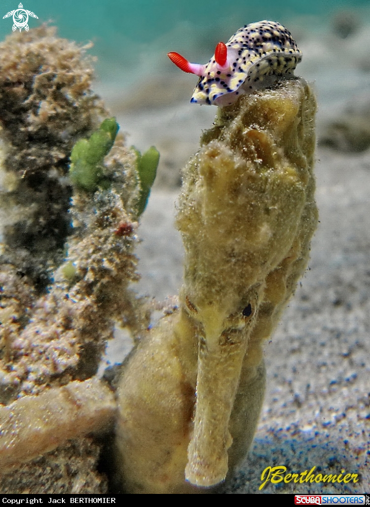 A Sea horse and Hypselodoris infucata