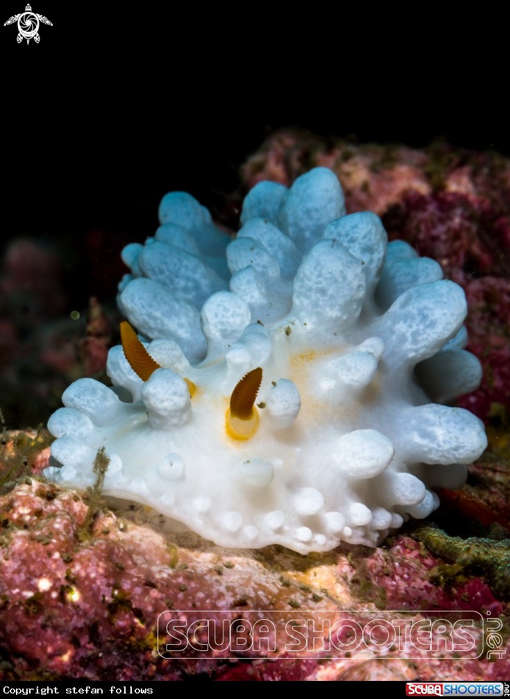 A Wart Slug