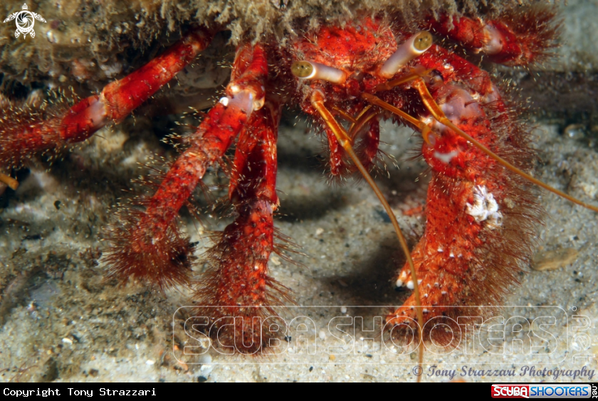A Hairy Red Hermit Crab