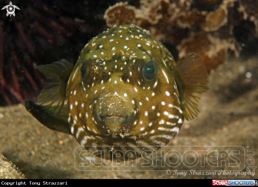 A Stars and stripes pufferfish