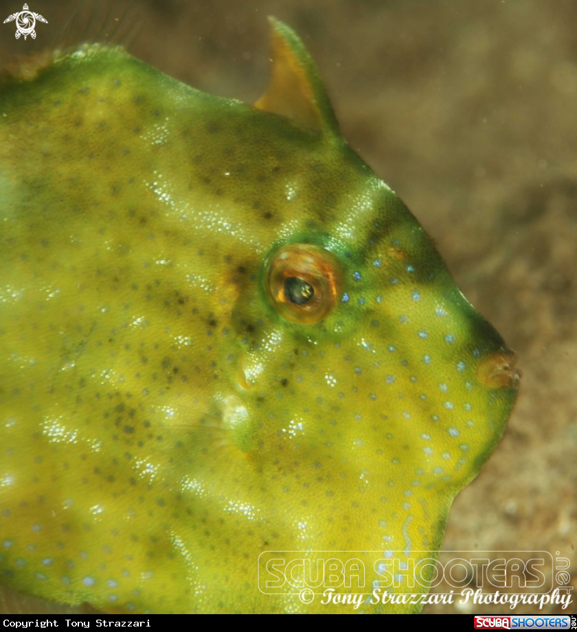 A Pygmy leatherjacket