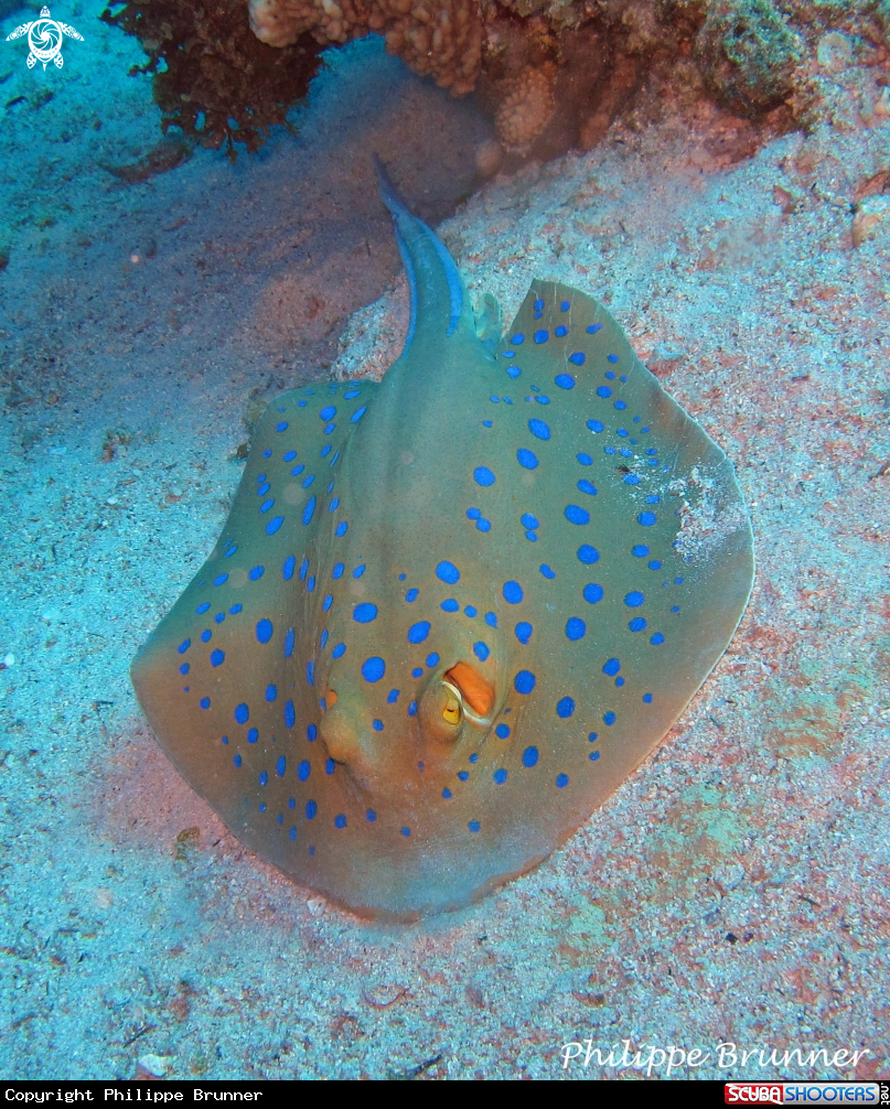 A Blue spotted stingray