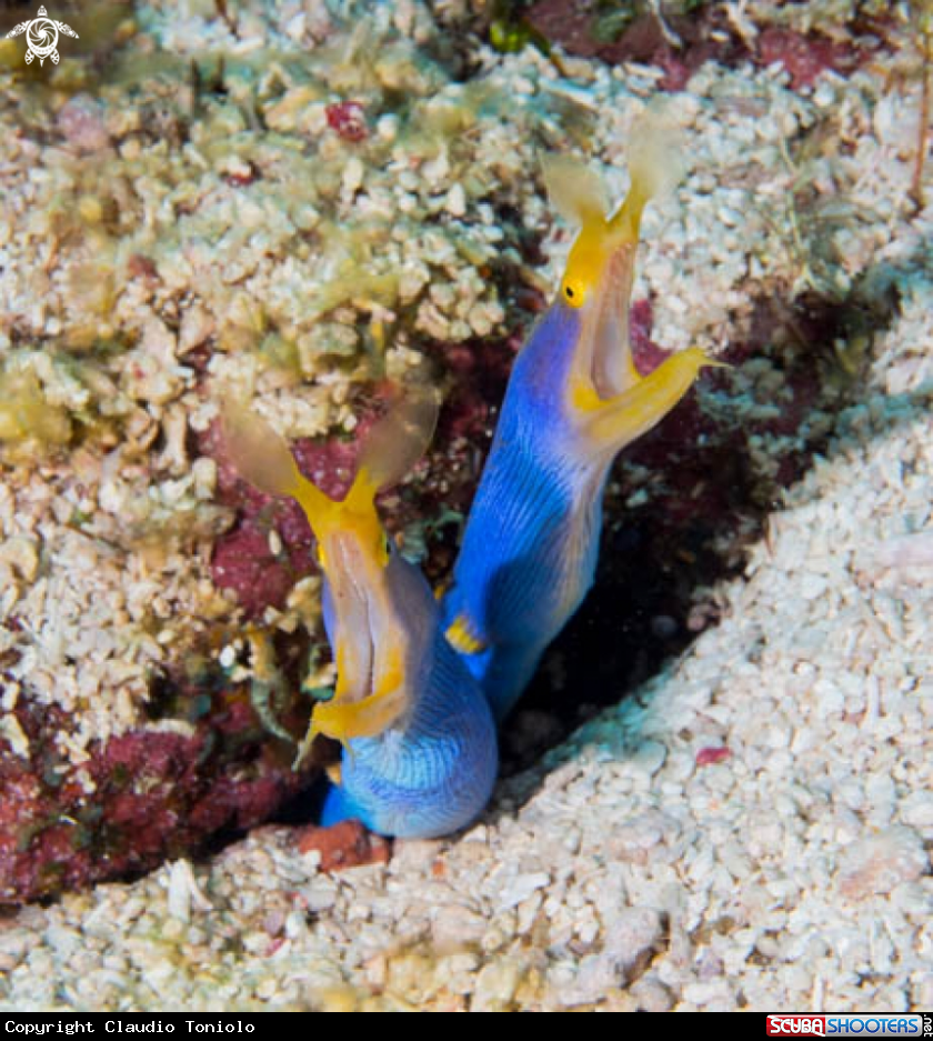 A Ribbon Eel