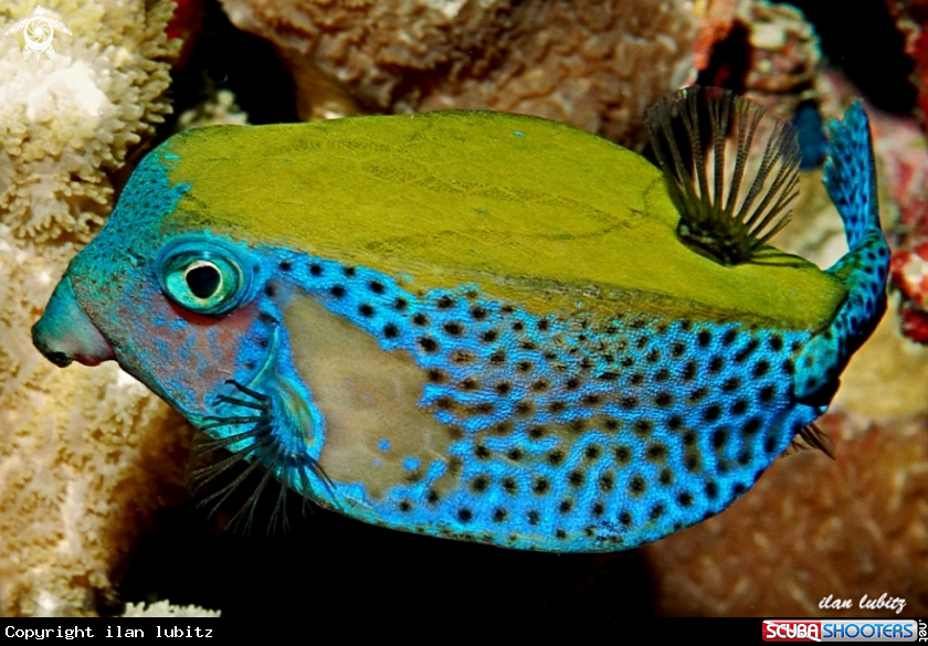 A box fish