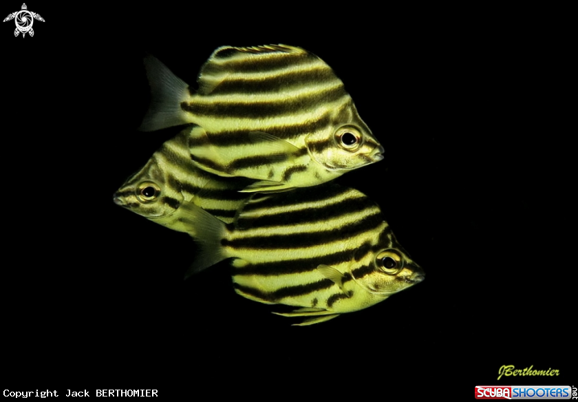 A Microcanthus strigatus