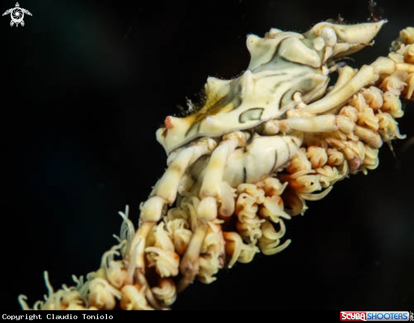 A Xeno Crab