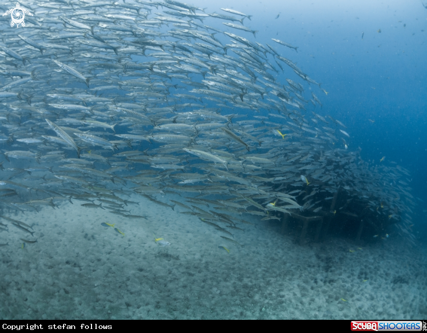A Chevron Barracuda