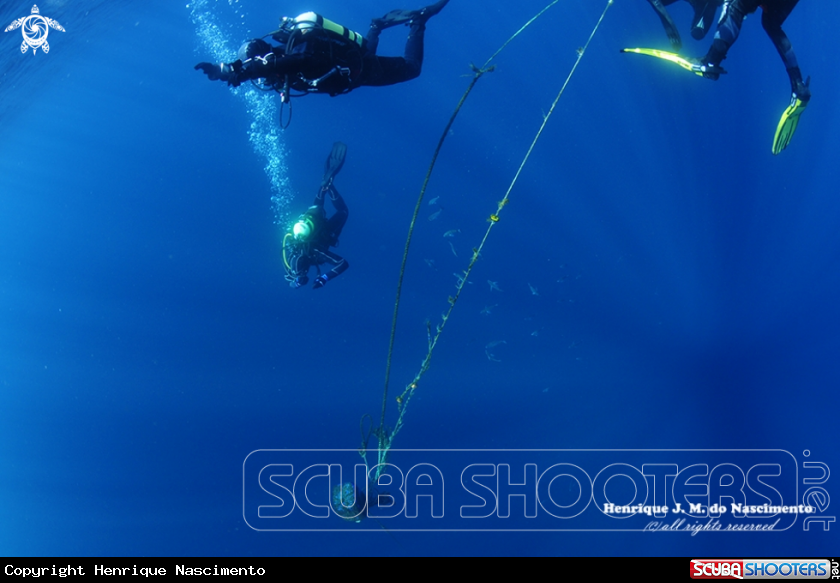 A Diving