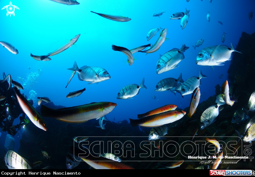 A Diving
