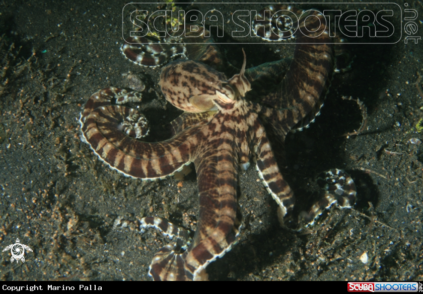 A Wonderpus Octopus