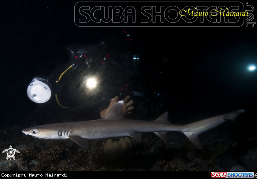A Reef shark white tip