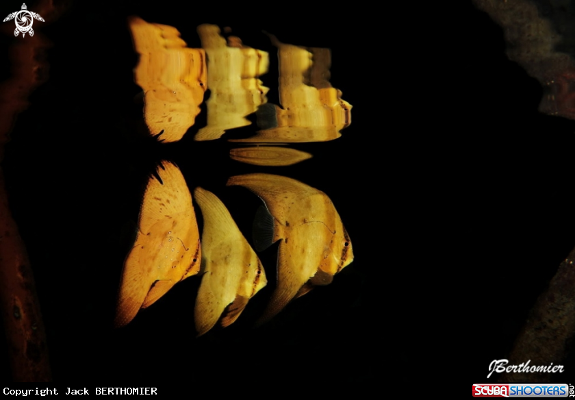A Orbicularis  juveniles batfishes