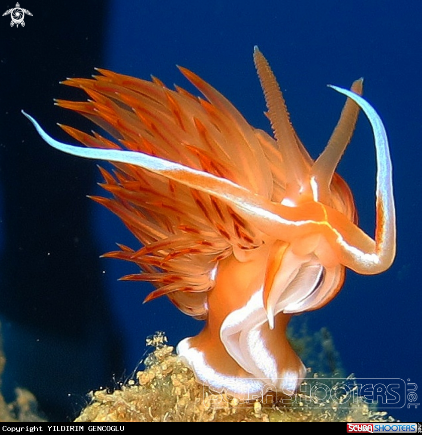 A Godiva Banyulensis