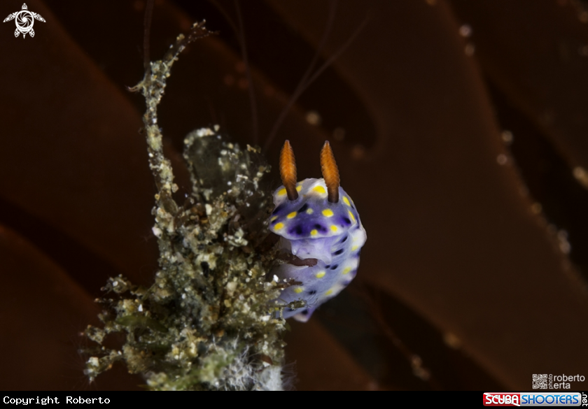 A Nudibranch