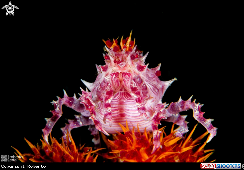 A Candy Crab
