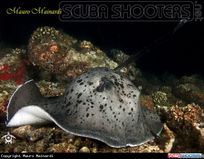 A Stingray