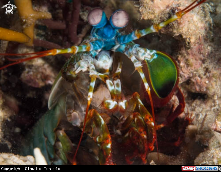A Mantis Shrimp