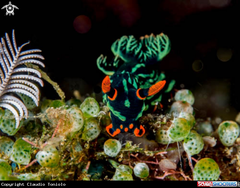 A Nembrotha Kubaryana