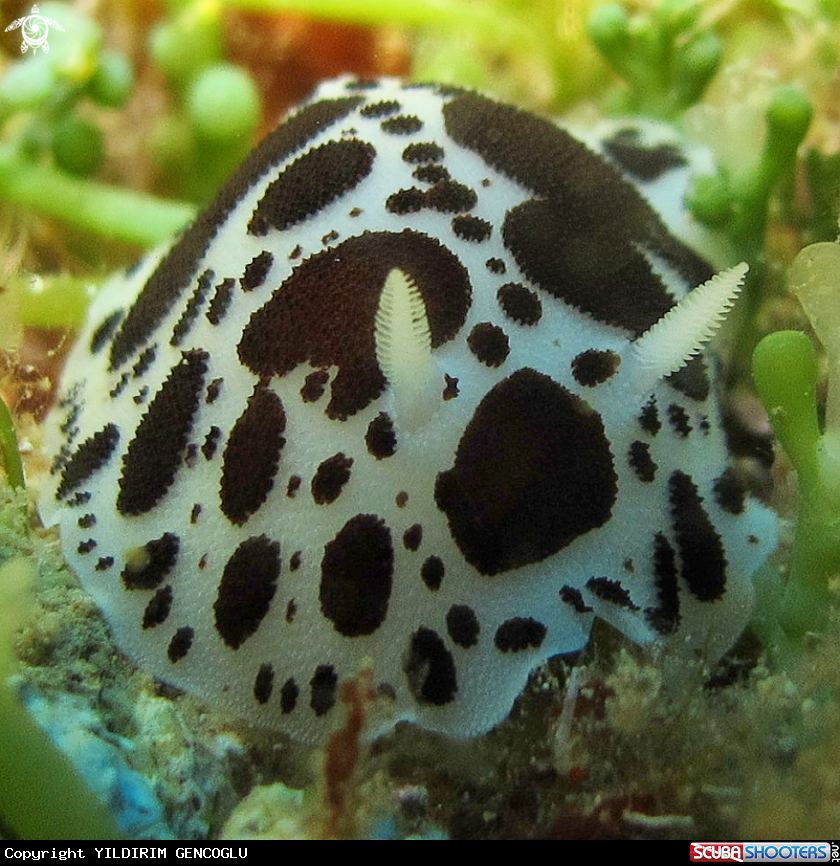 A Leopard Slug