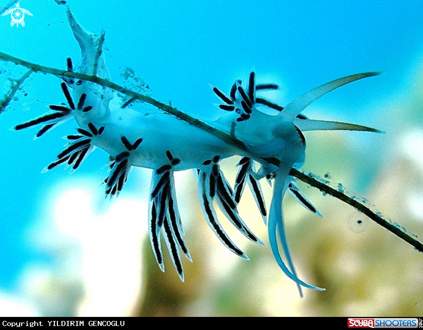 A Nudibranch, Seaslug