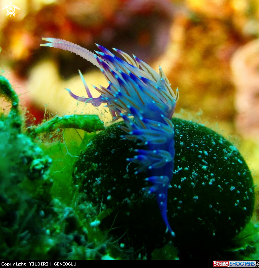 A Nudibranch, Seaslug