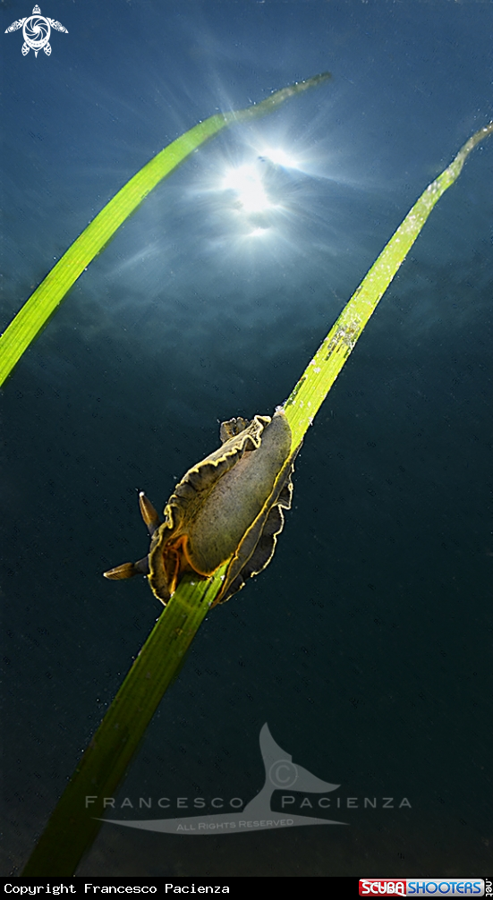 A Limbata